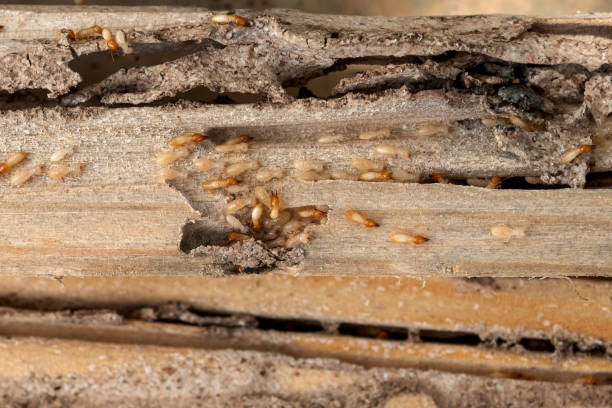 Best Bed Bug Extermination  in Farmer City, IL
