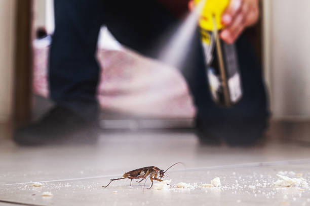 Best Termite Control Services  in Farmer City, IL