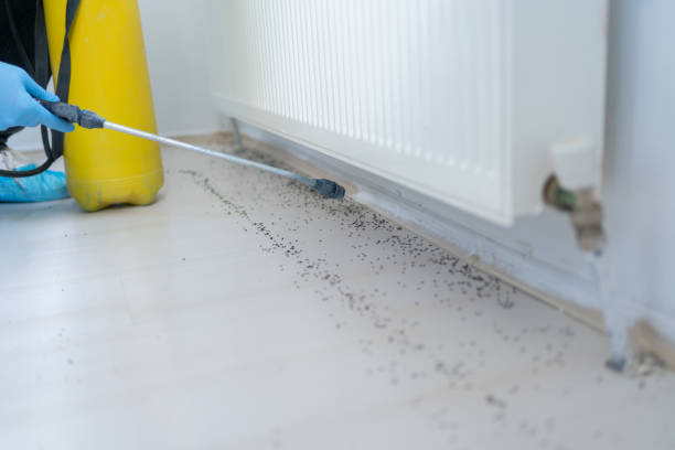 Best Wasp Removal Services  in Farmer City, IL
